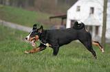 BOUVIER D'APPENZELL 065